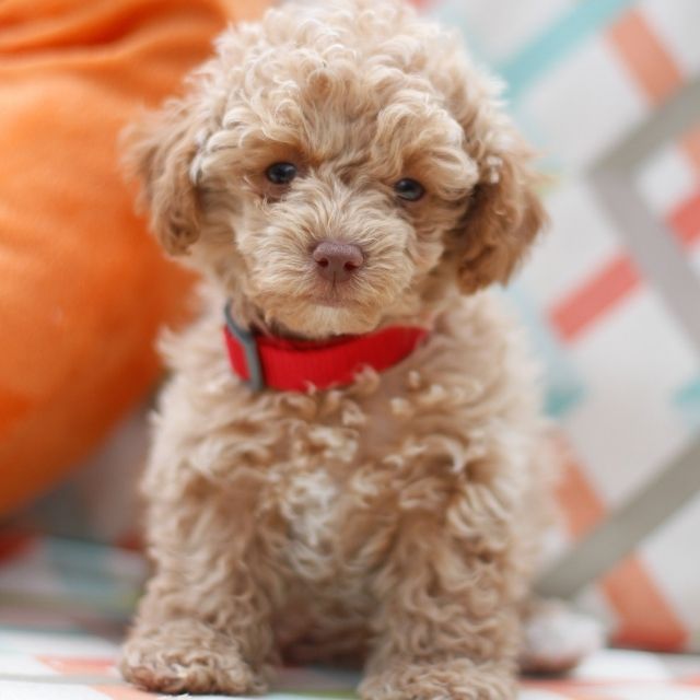 maltipoo