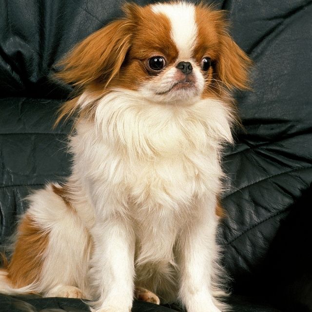 japanese spaniel