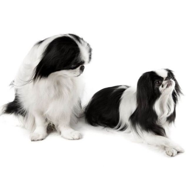 japanese spaniel köpek