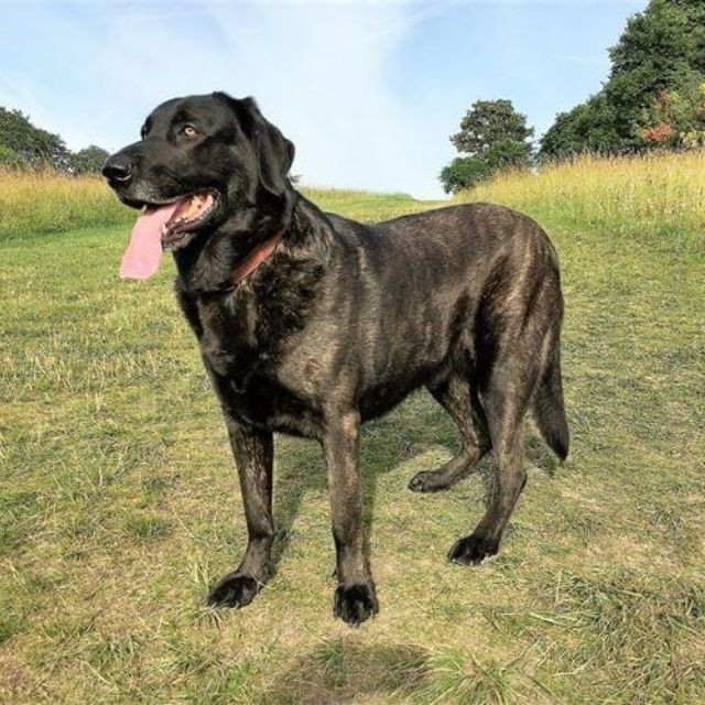 cao de castro laboreiro köpek ırkı