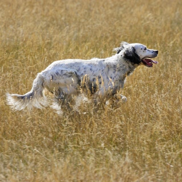 british setter köpek ırkı