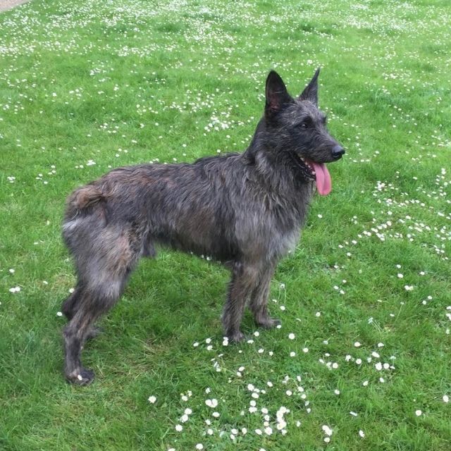 bouvier des ardennes