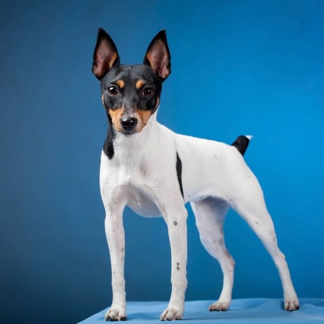 fox terrier