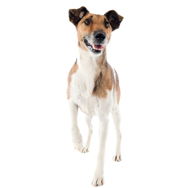 fox terrier köpek ırkı