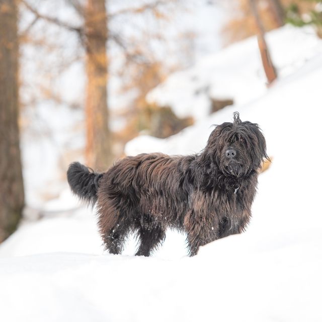 bergamasco