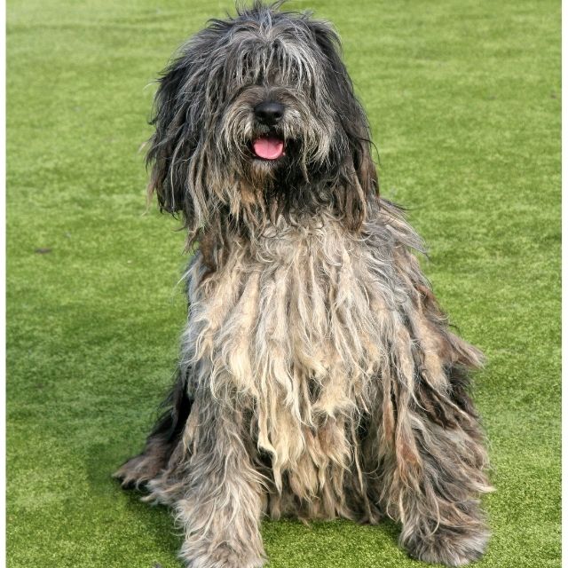 bergamasco köpek ırkı