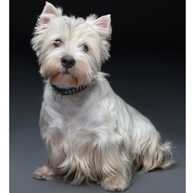 west highland white terrier