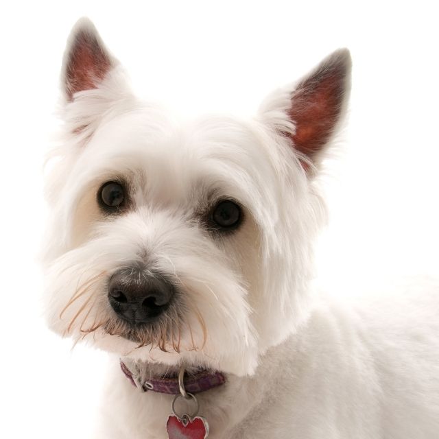 west highland white terrier köpek