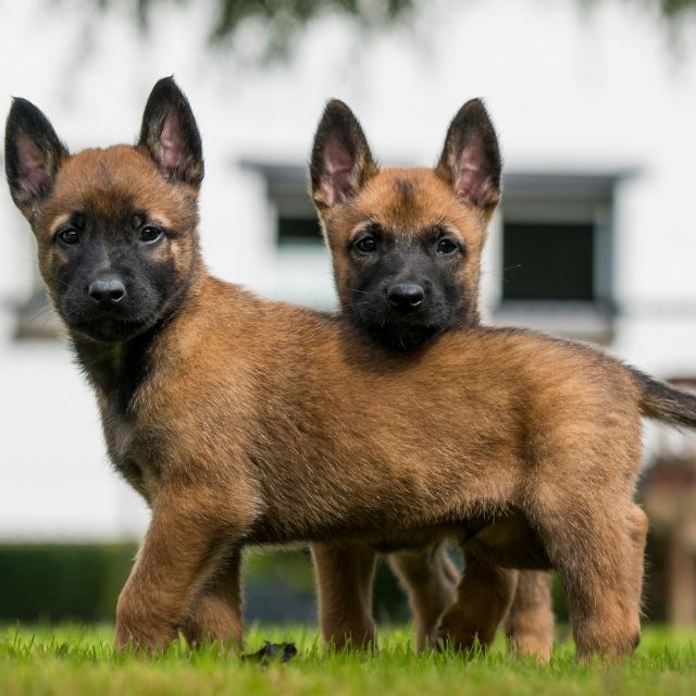 belçika çoban köpeği