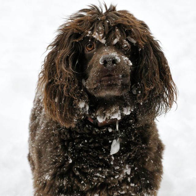 boykin spaniel