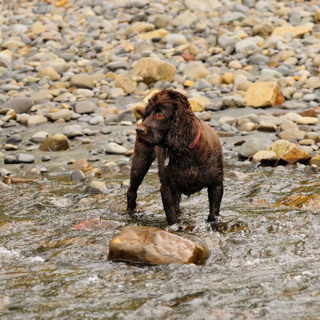 boykin spaniel köpek ırkı