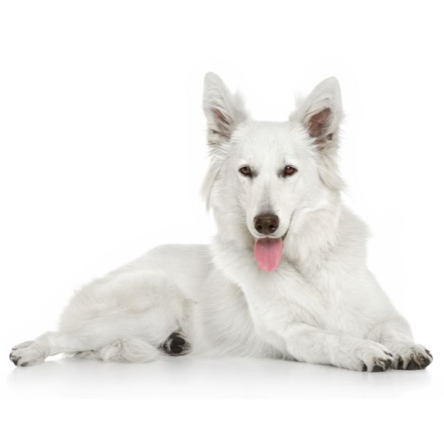 white swiss shepherd