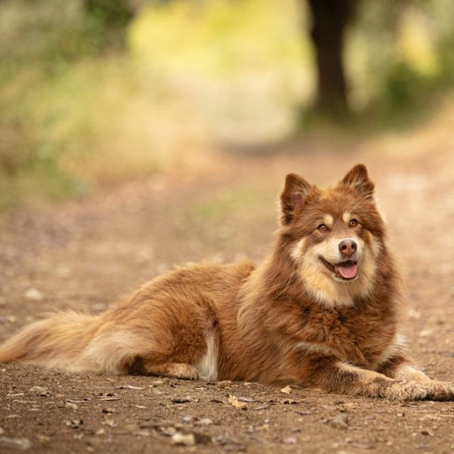 lapponian köpek ırkı