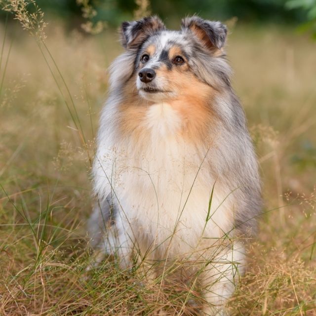 shetland sheepdog 