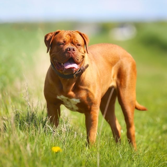 french mastiff