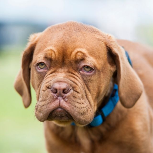 french mastiff köpek ırkı