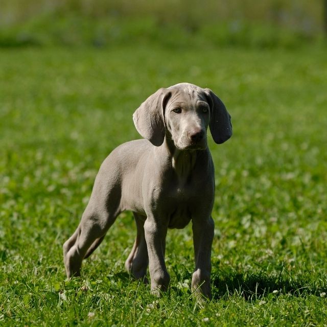 weimaraner