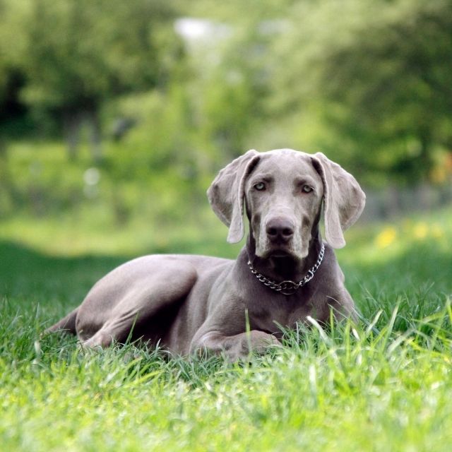 weimaraner köpek ırkı