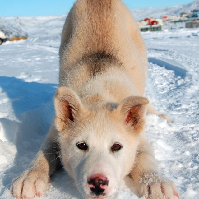 greenland köpek