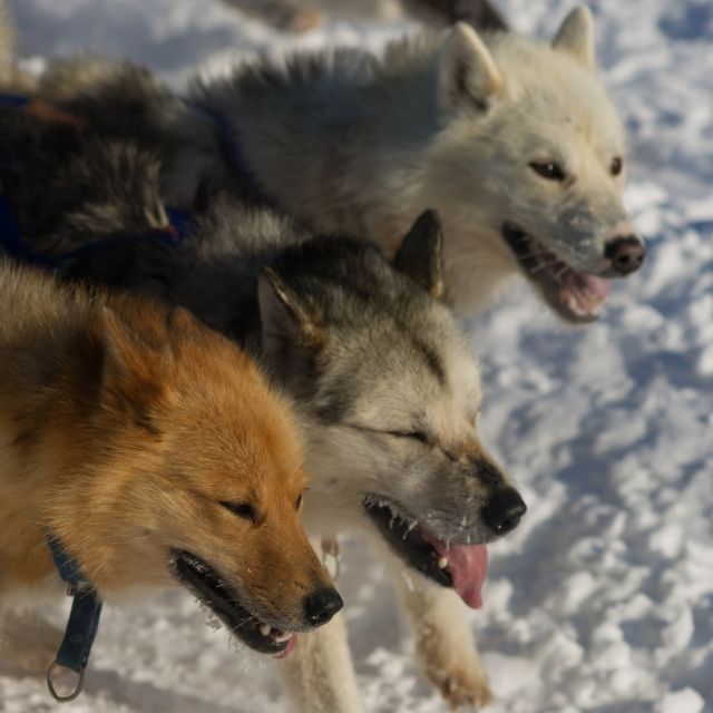 greenland köpek ırkı