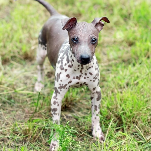 american hairless