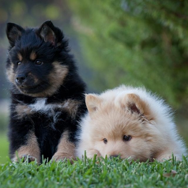 lapphund