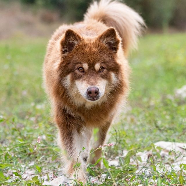 lapphund köpek