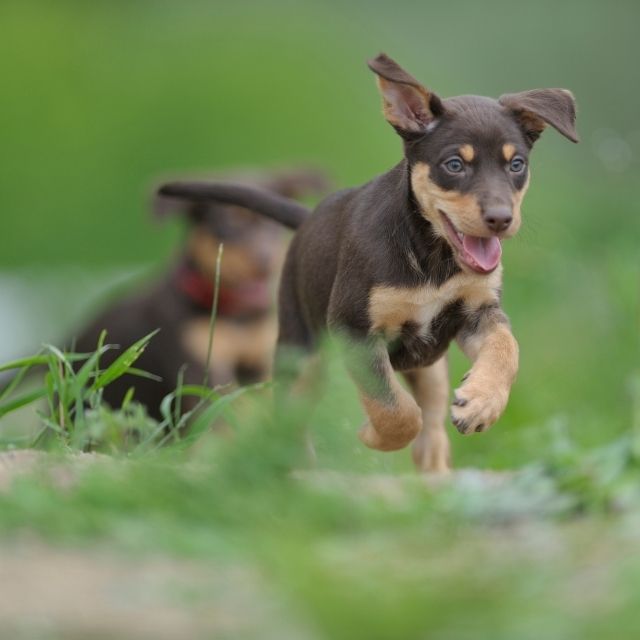 avustralya kelpie köpek ırkı