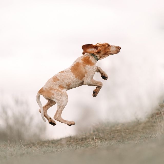 bracco italiano