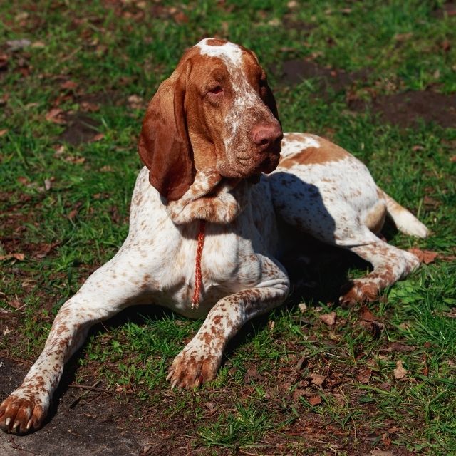 bracco italiano köpek ırkı