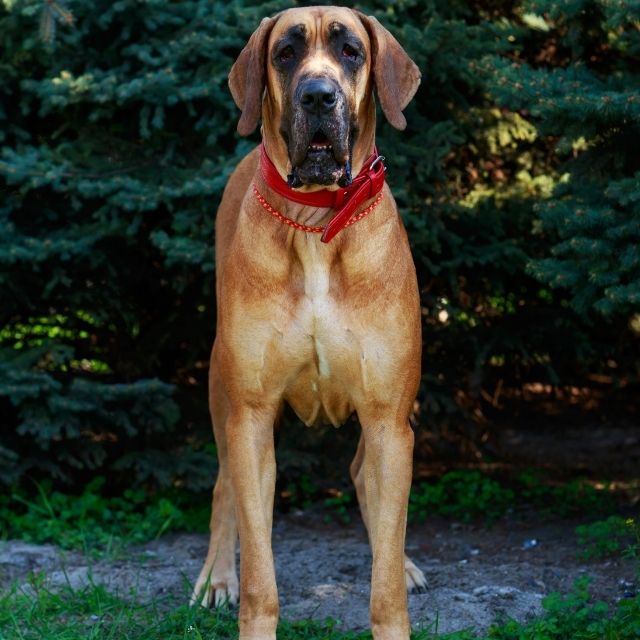 Fila Brasileiro