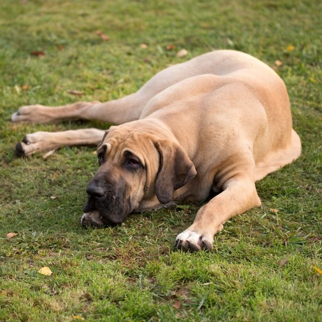 brezilya mastiff