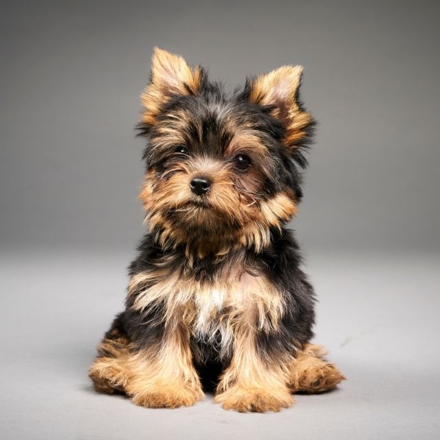 yorkshire terrier köpek