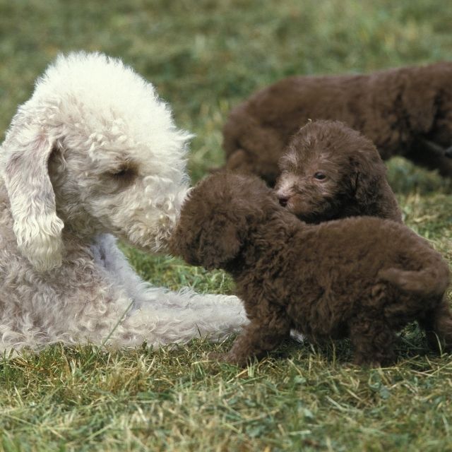 bedlington