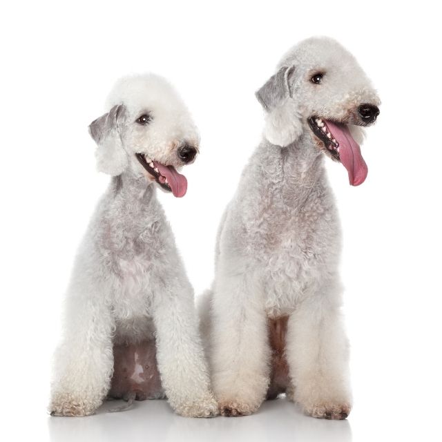 bedlington terrier köpek