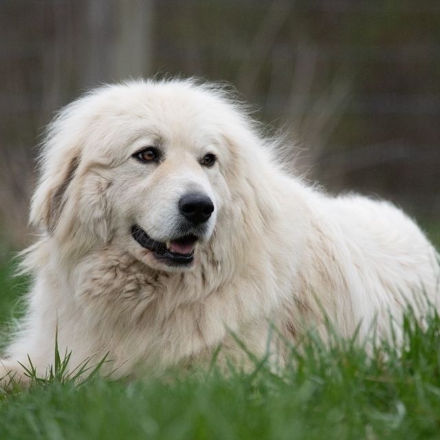 great pyrenees