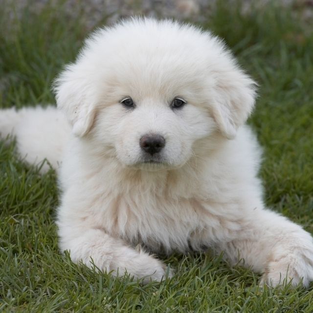 great pyrenees köpek