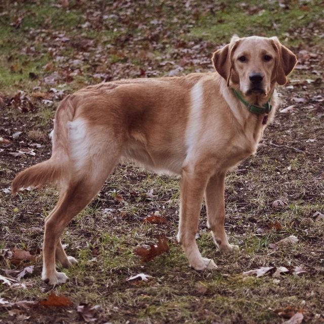 goldador köpek ırkı