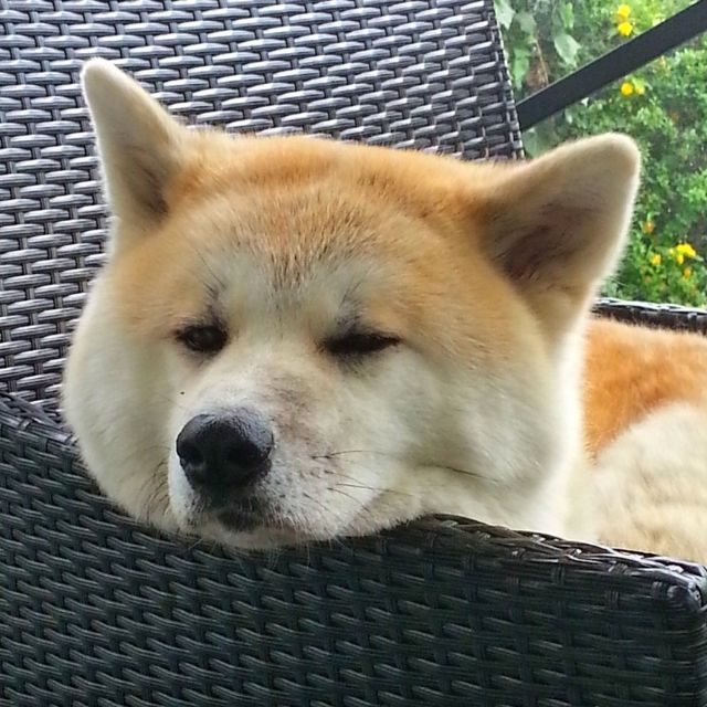 akita köpek ırkı