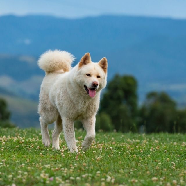 akita köpek