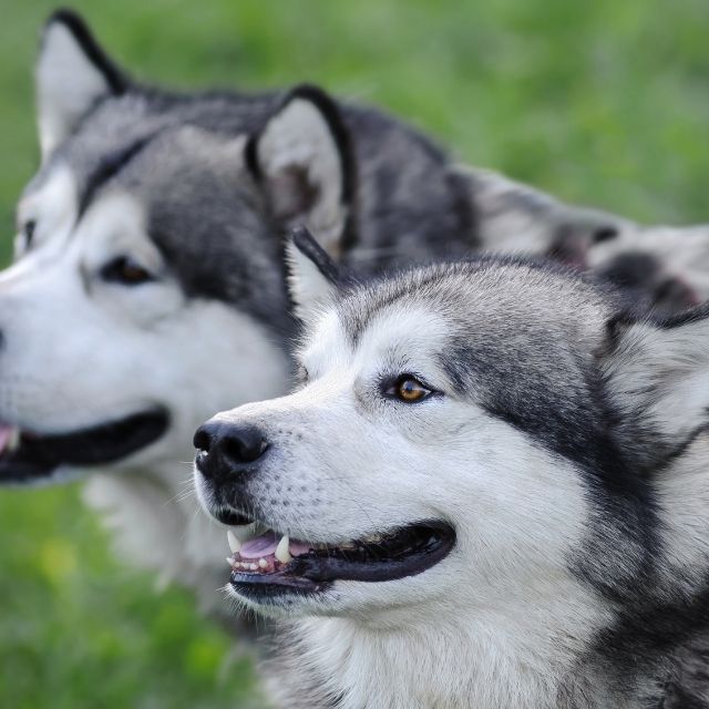 alaska kurdu köpek ırkı