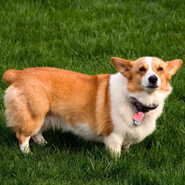 pembroke welsh corgi