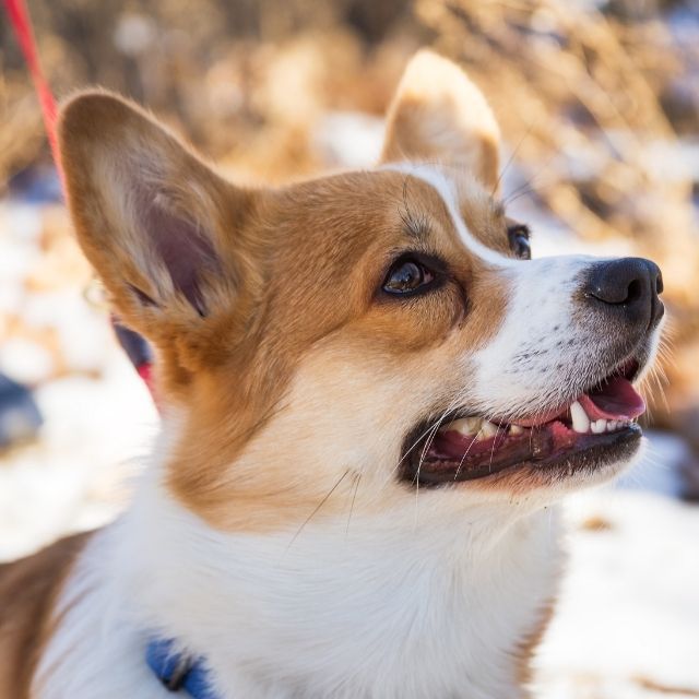 pembroke welsh corgi köpeği