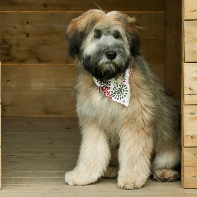 wheaten terrier köpek ırkı