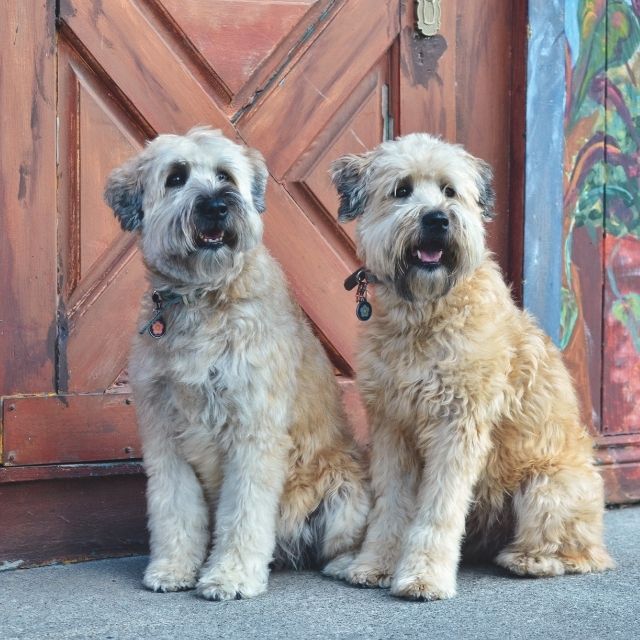 wheaten terrier