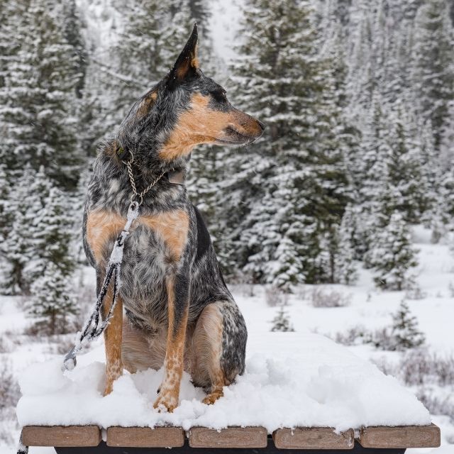 texas heeler köpek ırkı