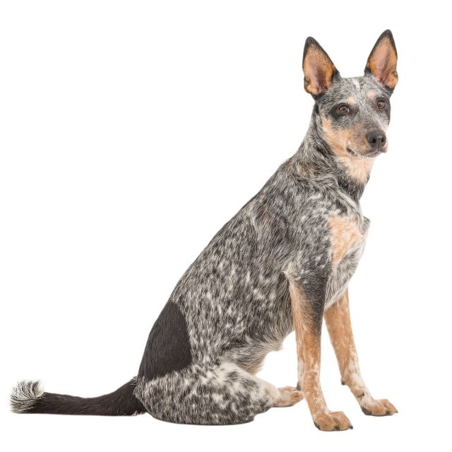 texas heeler