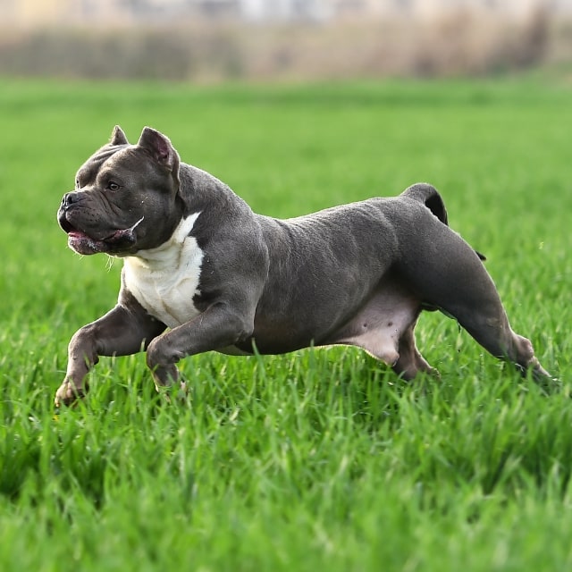 american bully köpeği