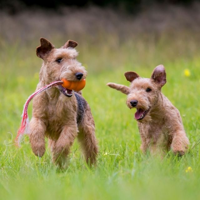 LakelandTerrier