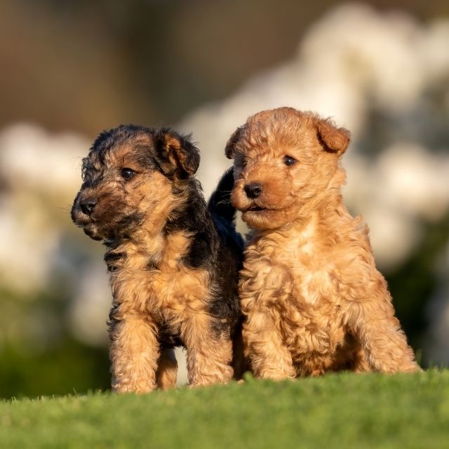 LakelandTerrier2